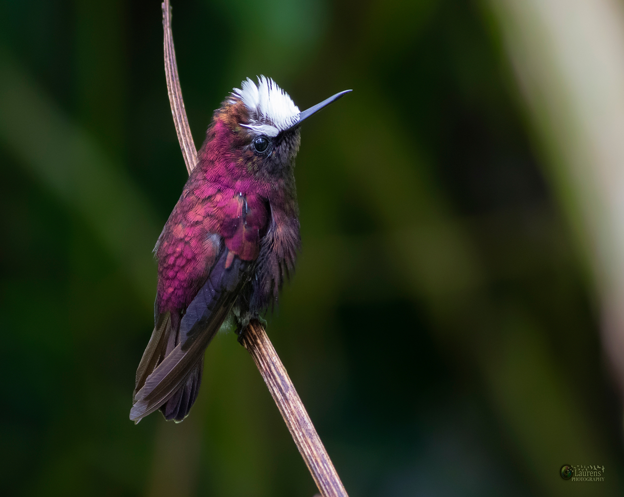 Trochilidae - Snowcap (Microchera albocoronata)