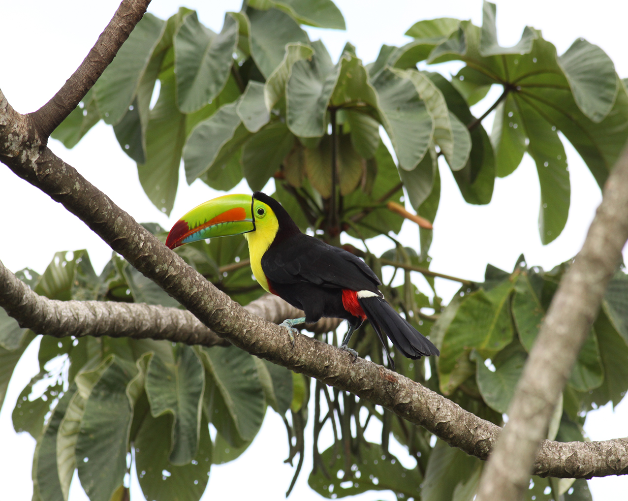 Ramphastidae - Keel-billed Toucan( Ramphastos sulfuratus)