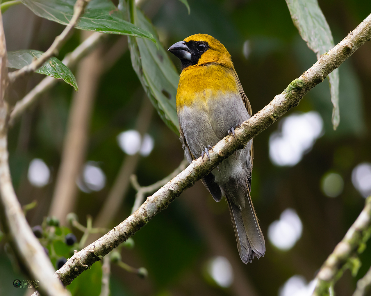 Cardinalidae - Black-faced Grosbeak (Caryothraustes poliogaster)